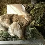Крольчата породы Фландр