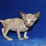 Донской сфинкс - котята