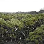Новогодние живые елки,  сосны оптом с лесхоза к Новому году от 95р за ш