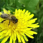 Пчелосемьи без посрдеников