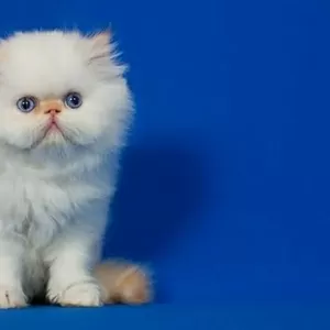 Сказочно красивого персидского котенка с синими глазами колорпойнт с к