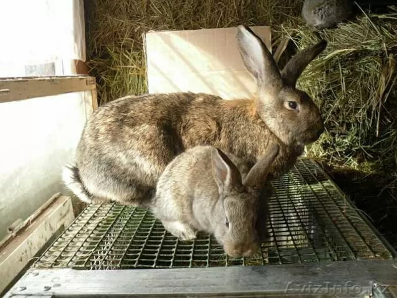 Крольчата породы Фландр
