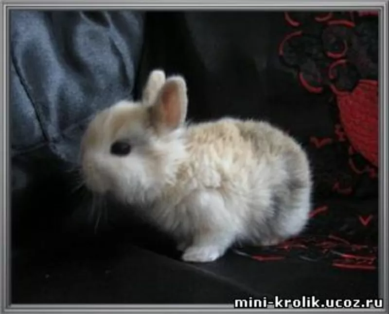 Красивые Карликовые Кролики из питомника 3