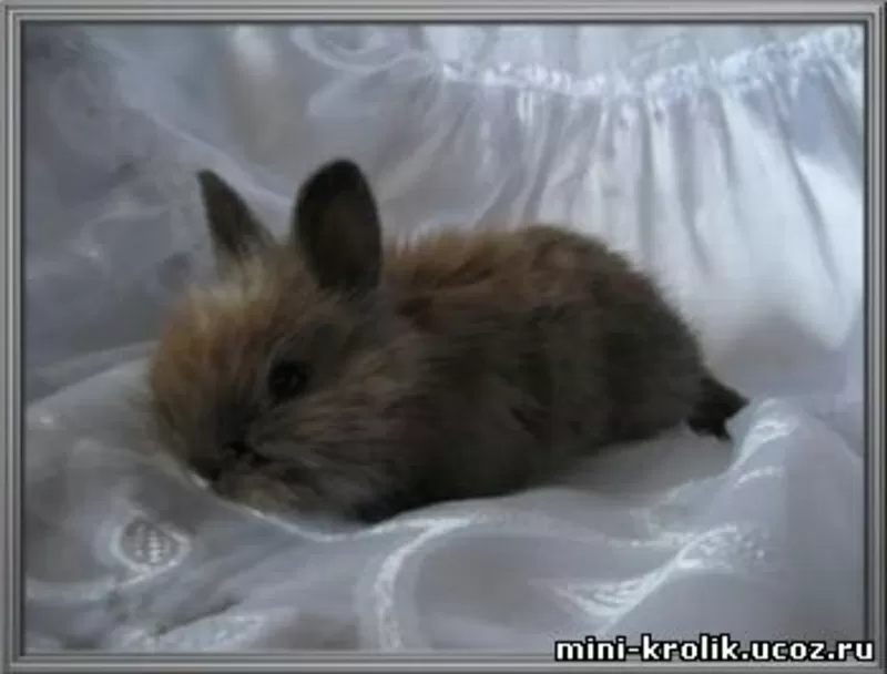 Красивые Карликовые Кролики из питомника 7