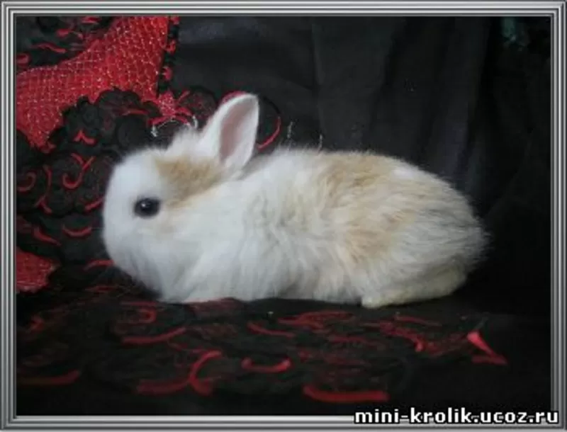 Красивые Карликовые Кролики из питомника 8
