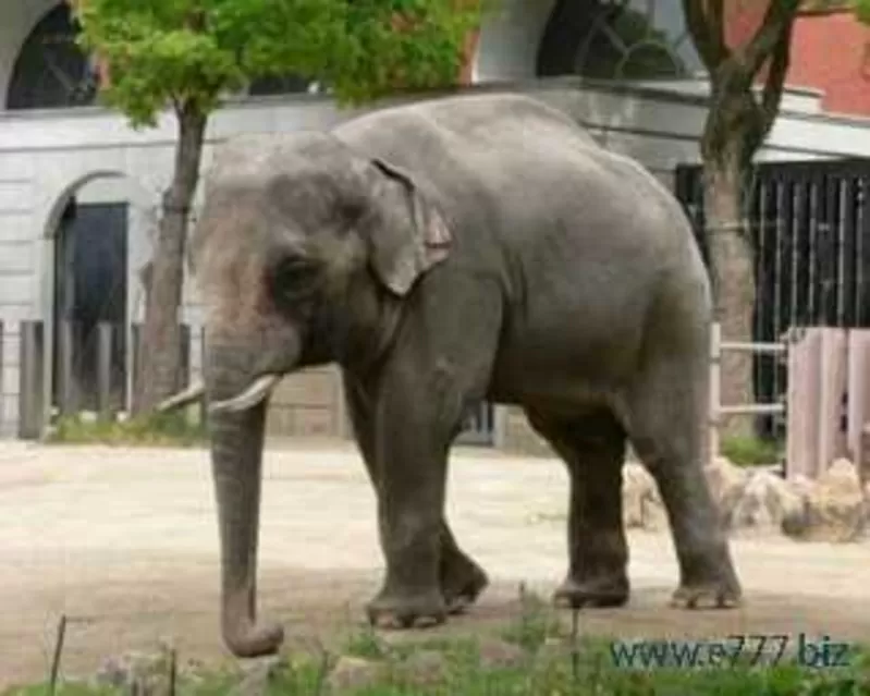 Отдам слона