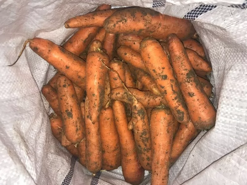 Морковь свежая  оптом от 10т