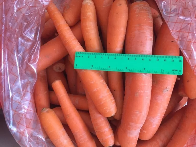Морковь свежая  на переработку оптом от 10т