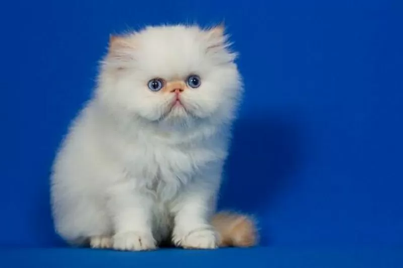 Сказочно красивого персидского котенка с синими глазами колорпойнт с к